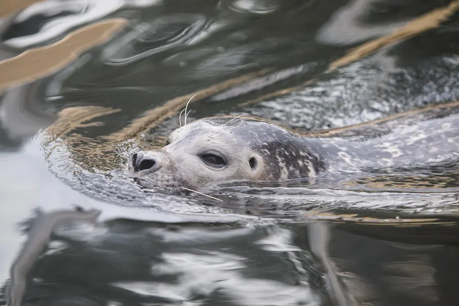 Seehund im Wasser