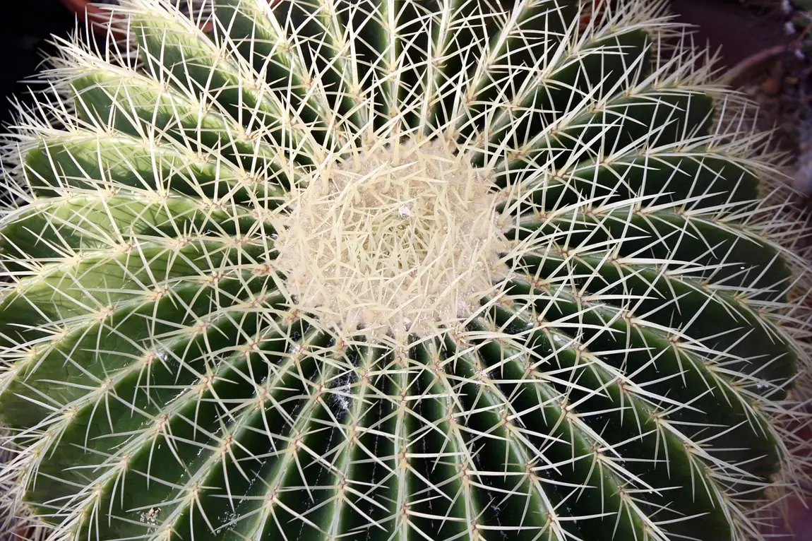 Kugelkaktus im Botanischen Garten Kiel