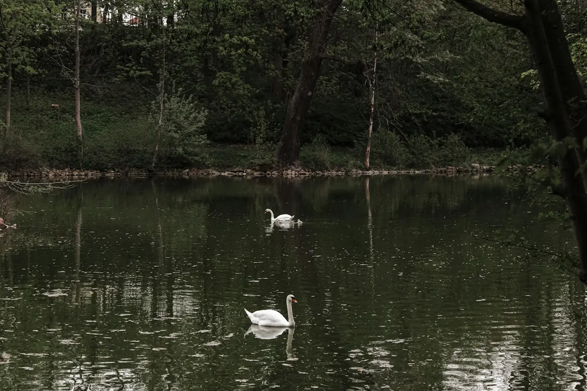 Zwei Schwäne auf einem See zwischen Bäumen